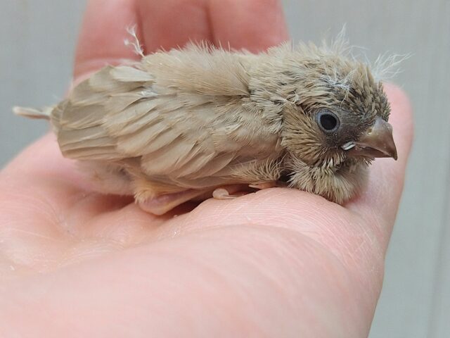 錦花鳥（キンカチョウ）