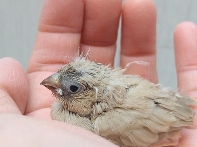 錦花鳥（キンカチョウ）