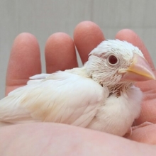 レアカラー！柔らかカフェラテカラー☕色変わり文鳥ヒナさん