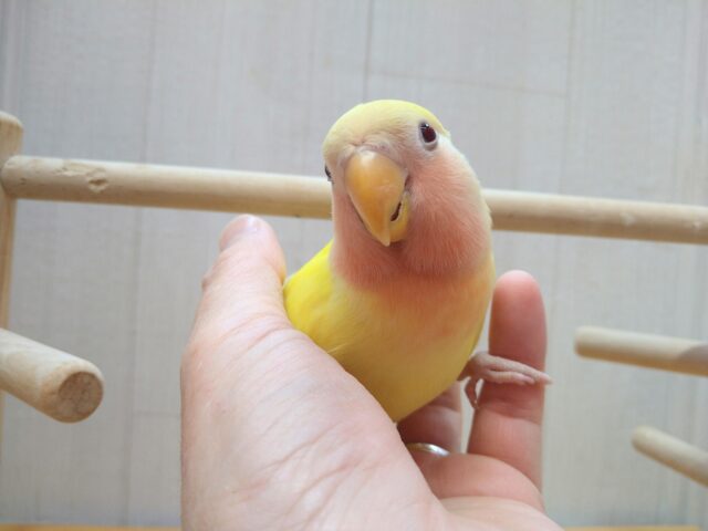 最新画像有ります！！太陽サンサン☀️明るさ全開❗️コザクラインコのルチノー💛