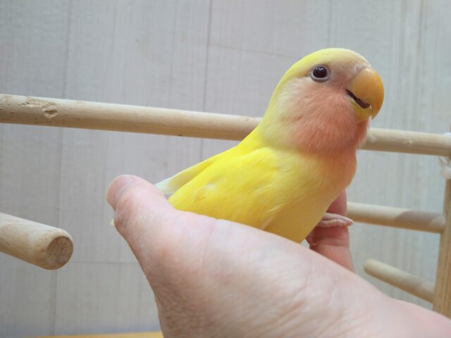 コザクラインコ（小桜インコ）