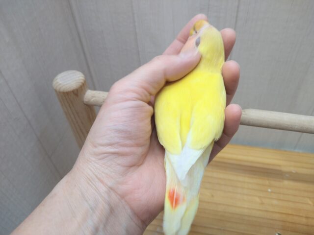コザクラインコ（小桜インコ）
