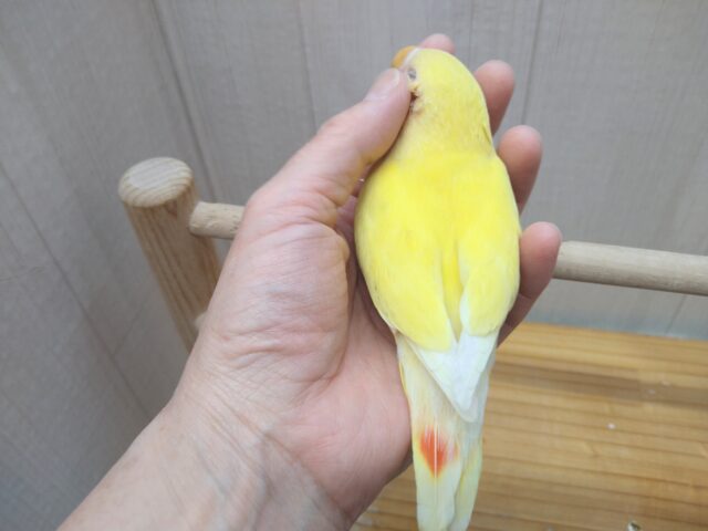 コザクラインコ（小桜インコ）