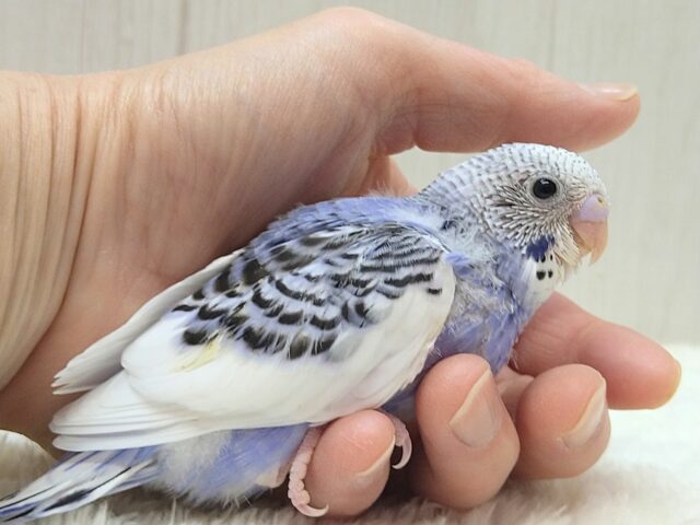 白とバイオレットの決めカラー！セキセイインコヒナ　パイド