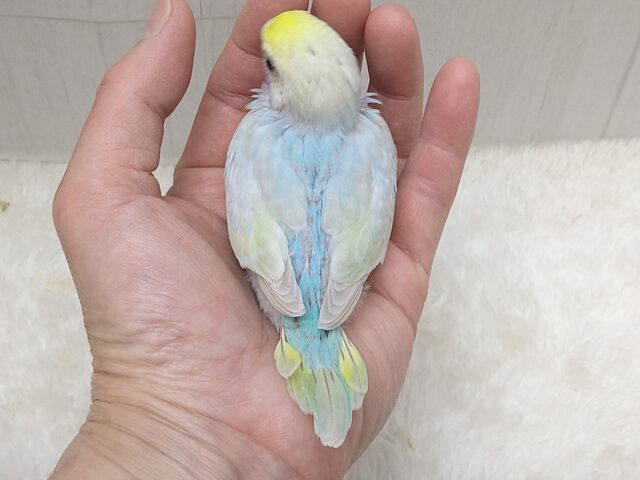 最新画像有ります⭐️大人気!爽やかカラーなセキセイインコヒナさん来ました パステルレインボー セキセイインコ