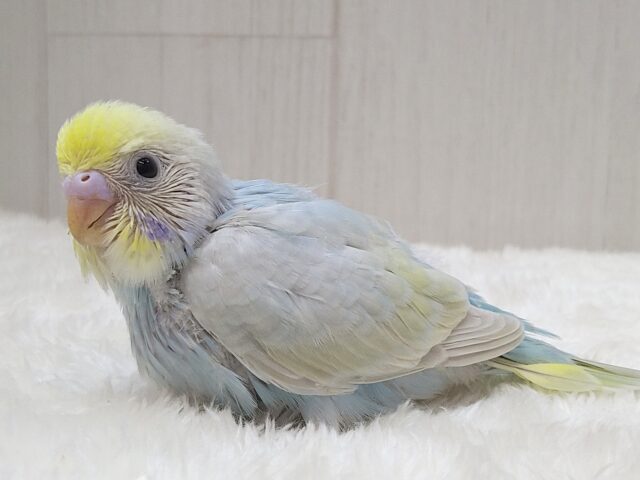 最新画像有ります⭐️大人気!爽やかカラーなセキセイインコヒナさん来ました パステルレインボー セキセイインコ