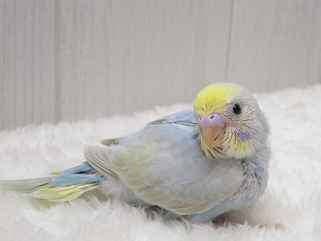 最新画像有ります⭐️大人気!爽やかカラーなセキセイインコヒナさん来ました パステルレインボー セキセイインコ