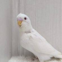 ちょこっとだけクセがあるんです！セキセイインコヒナさん　アルビノ