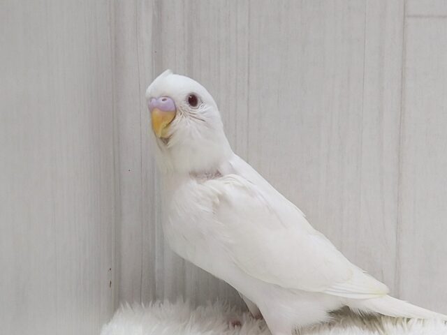 ちょこっとだけクセがあるんです！セキセイインコヒナさん　アルビノ