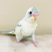 甘いクリームと爽やかアクアブルー💛🩵セキセイインコ(クリームハルクイン)ヒナ