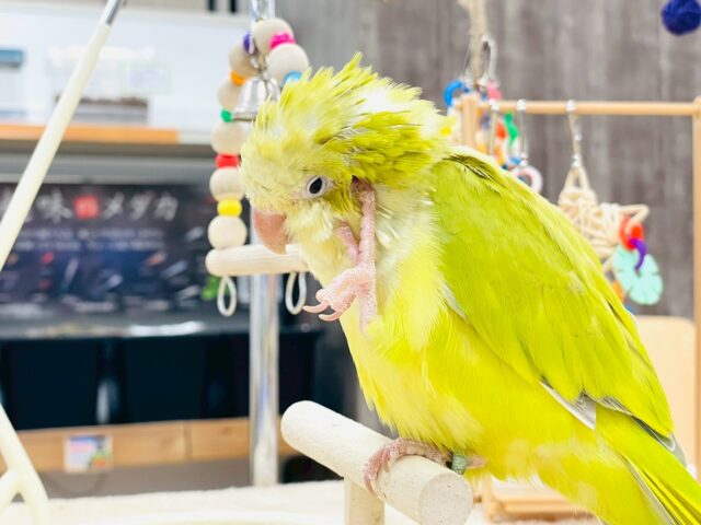 オキナインコ