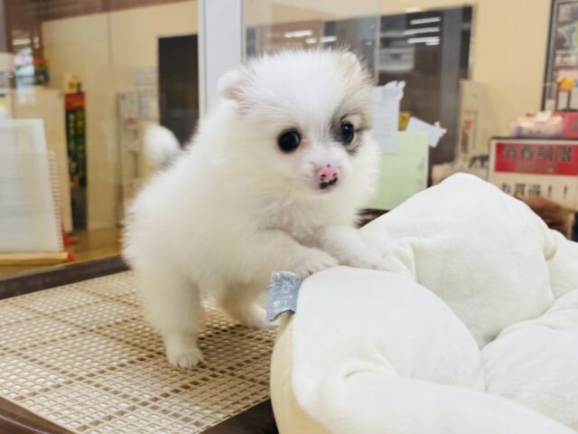 猪突猛進ウリボー!?シーポメちゃん! シーポメ