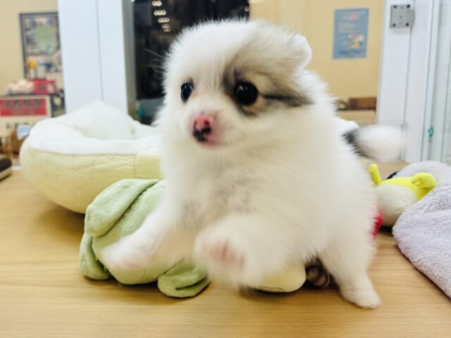 猪突猛進ウリボー!?シーポメちゃん! シーポメ