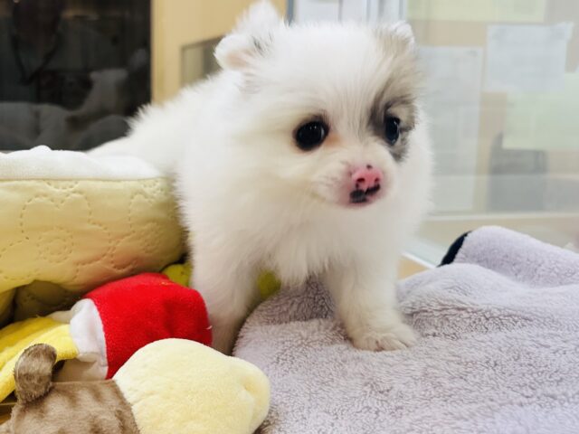 猪突猛進ウリボー!?シーポメちゃん! シーポメ