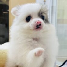 猪突猛進ウリボー！？シーポメちゃん！