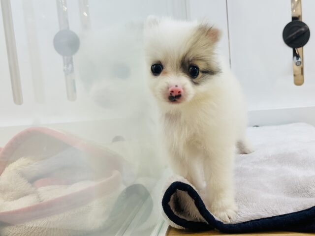 猪突猛進ウリボー!?シーポメちゃん! シーポメ