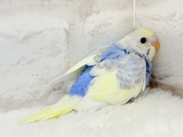 おめめくりくり♡セキセイインコ(パステルレインボーパイド) ヒナ セキセイインコ