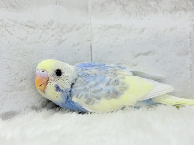 おめめくりくり♡セキセイインコ(パステルレインボーパイド) ヒナ セキセイインコ