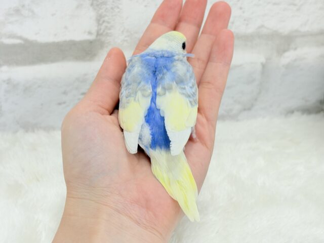 おめめくりくり♡セキセイインコ(パステルレインボーパイド) ヒナ セキセイインコ