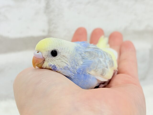 おめめくりくり♡セキセイインコ(パステルレインボーパイド) ヒナ セキセイインコ