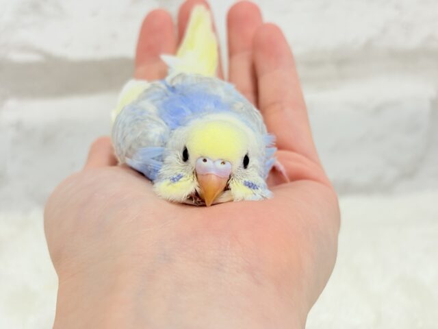 おめめくりくり♡セキセイインコ(パステルレインボーパイド) ヒナ セキセイインコ