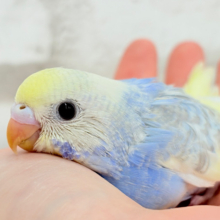 おめめくりくり♡セキセイインコ(パステルレインボーパイド) ヒナ