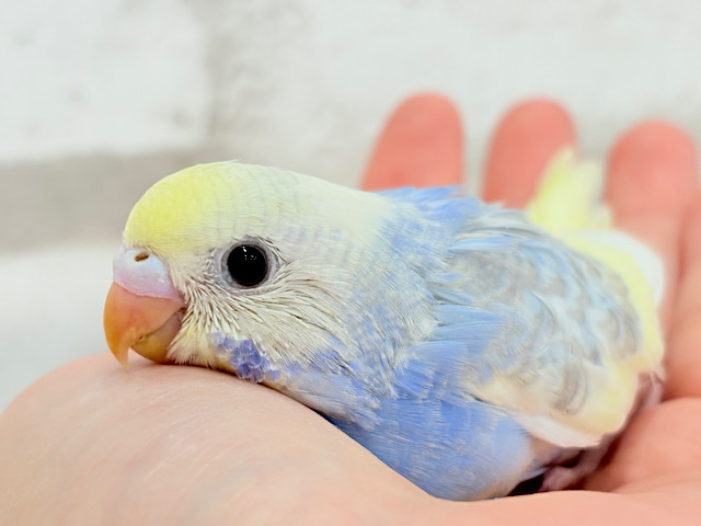 おめめくりくり♡セキセイインコ(パステルレインボーパイド) ヒナ おめめくりくり♡セキセイインコ(パステルレインボーパイド) ヒナ