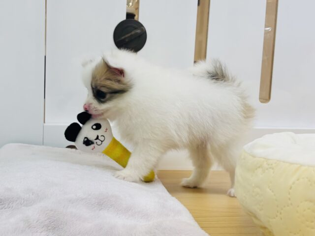 猪突猛進ウリボー!?シーポメちゃん! シーポメ