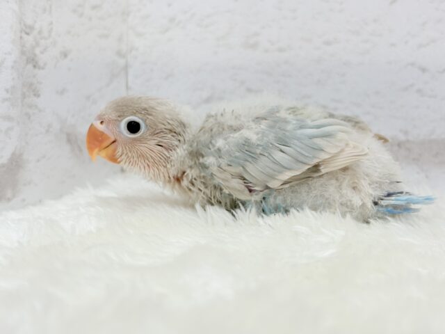 シロボタンインコ