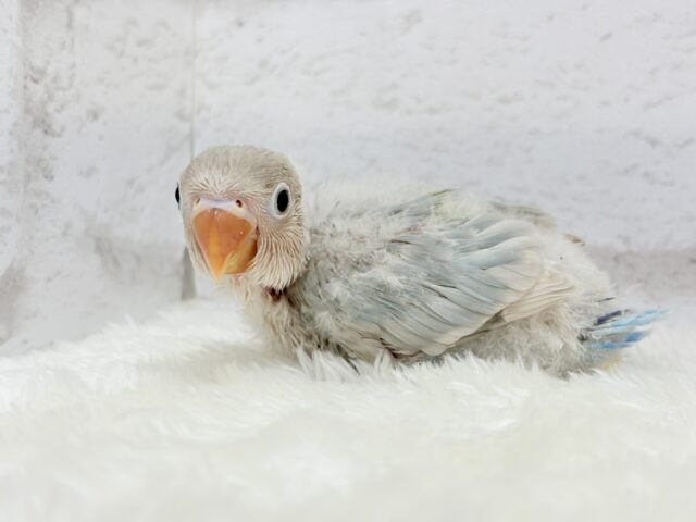 シロボタンインコ