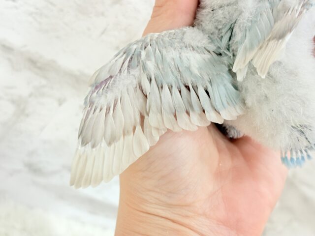 シロボタンインコ