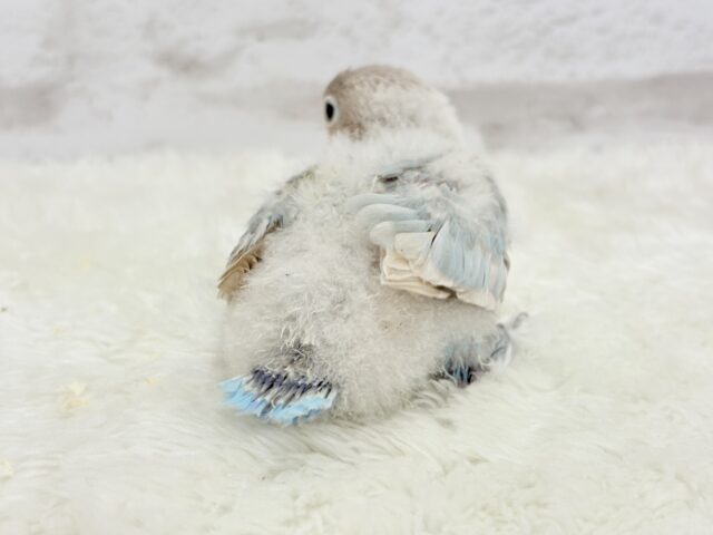 シロボタンインコ