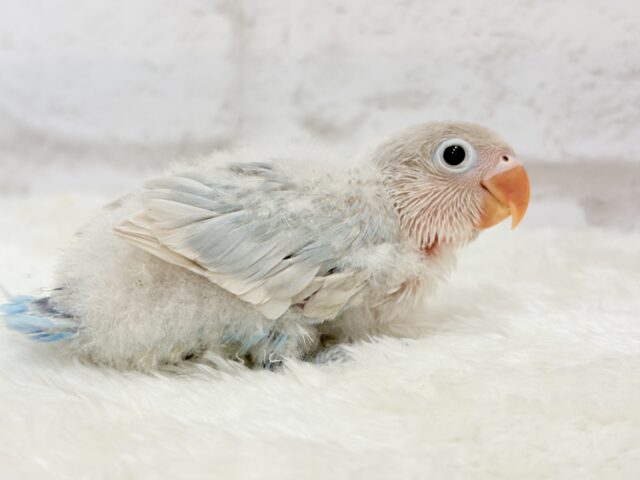 シロボタンインコ