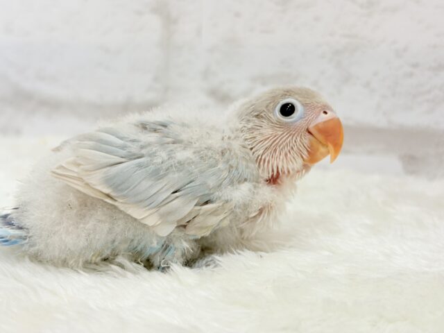 シロボタンインコ