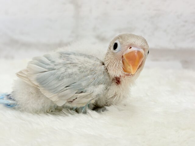 シロボタンインコ