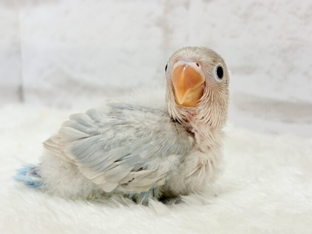 シロボタンインコ