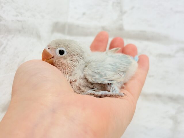 シロボタンインコ