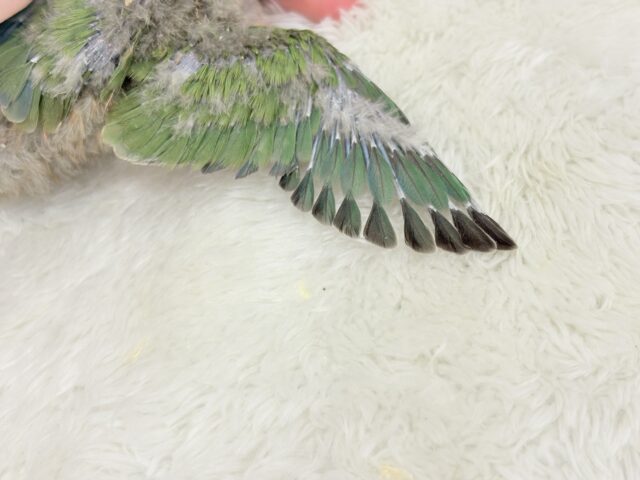 コザクラインコ（小桜インコ）