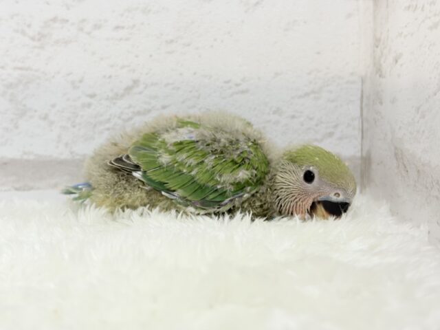 コザクラインコ（小桜インコ）