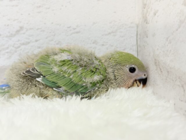 コザクラインコ（小桜インコ）