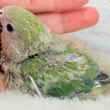 たくさん甘えさせてね？💖コザクラインコ(ノーマル) ヒナ