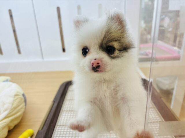 猪突猛進ウリボー!?シーポメちゃん! シーポメ