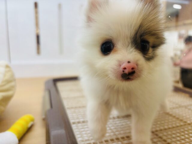 猪突猛進ウリボー!?シーポメちゃん! シーポメ