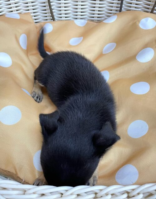 激かわち~ちゃん💘スムースチワワ(ブラック&タン)🖤女の子💖2025年8月2日生まれ チワワ