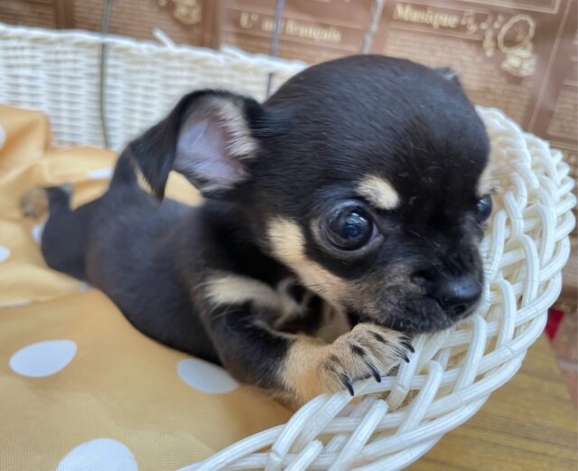 激かわち~ちゃん💘スムースチワワ(ブラック&タン)🖤女の子💖2025年8月2日生まれ チワワ