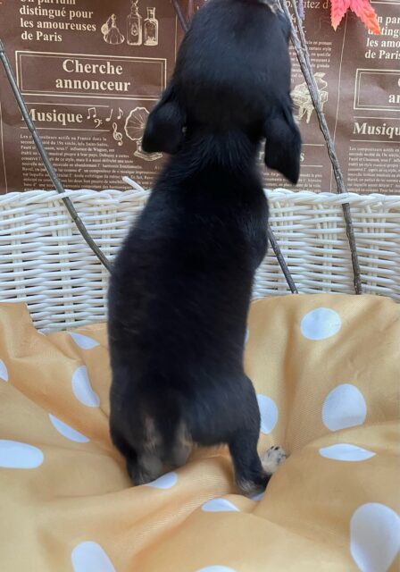 激かわち~ちゃん💘スムースチワワ(ブラック&タン)🖤女の子💖2025年8月2日生まれ チワワ