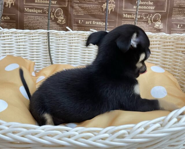 激かわち~ちゃん💘スムースチワワ(ブラック&タン)🖤女の子💖2025年8月2日生まれ チワワ