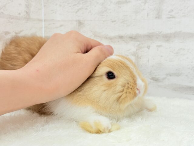 ライオンラビット