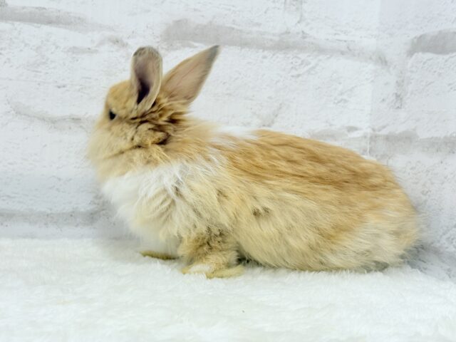 ライオンラビット