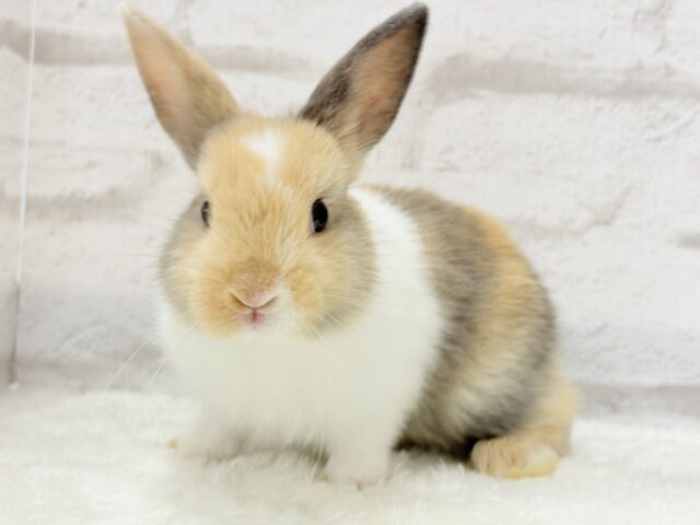 ネザーランドドワーフ